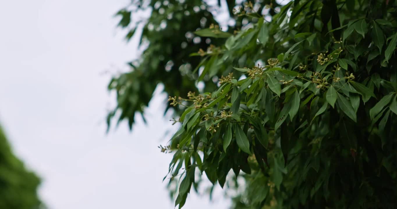 公园里的香樟树开花视频素材