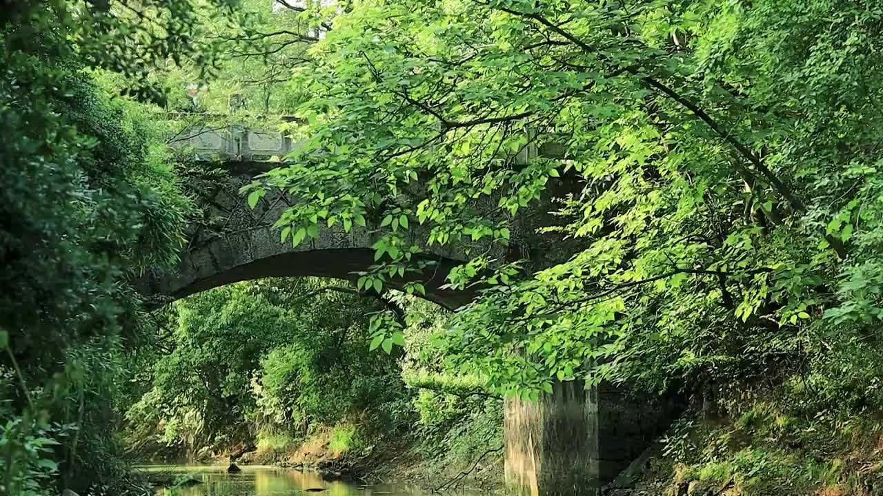 树林的溪流上小桥学生晨练从上面跑过视频素材