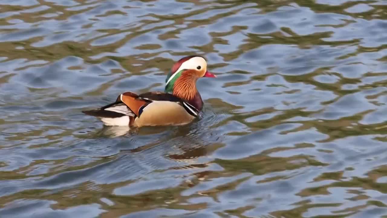 一只在湖里游泳的鸳鸯视频素材