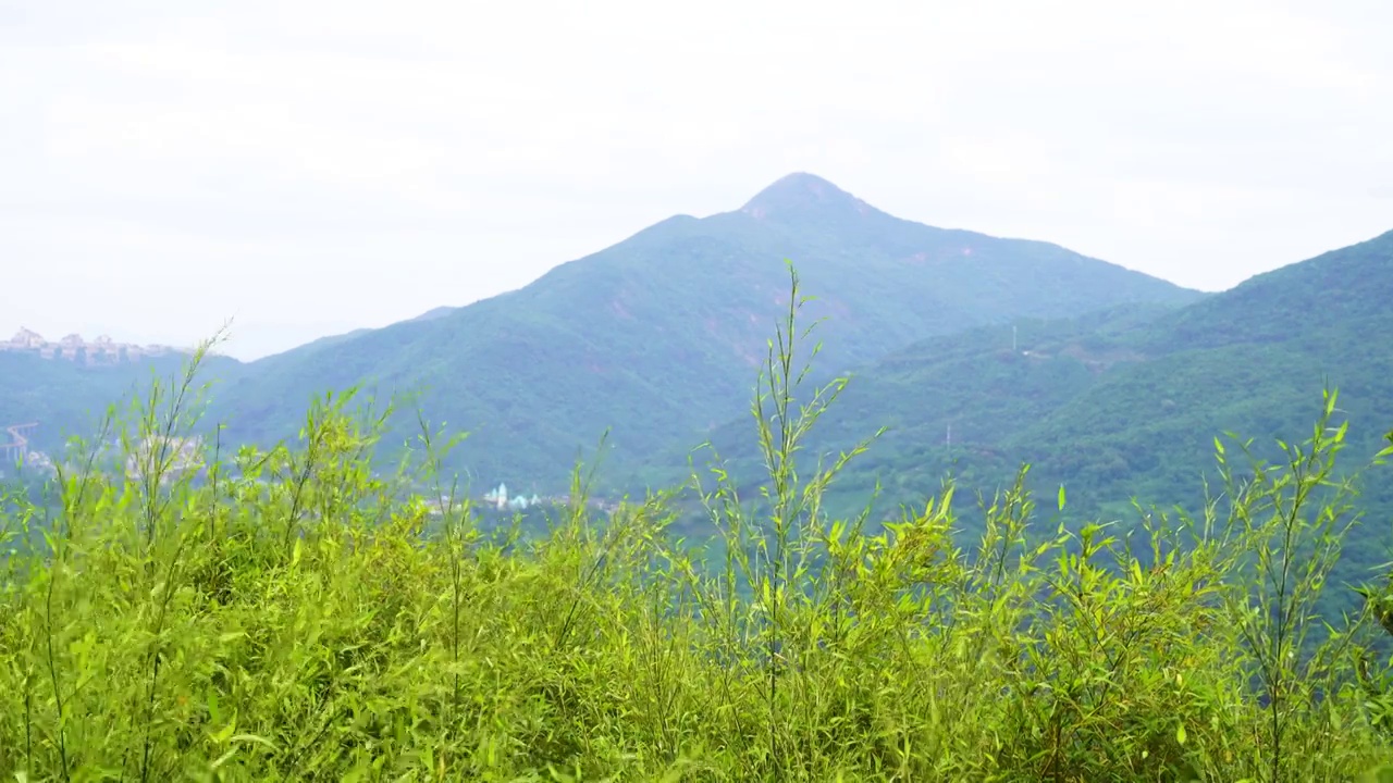 山顶风中飘荡的竹子视频素材