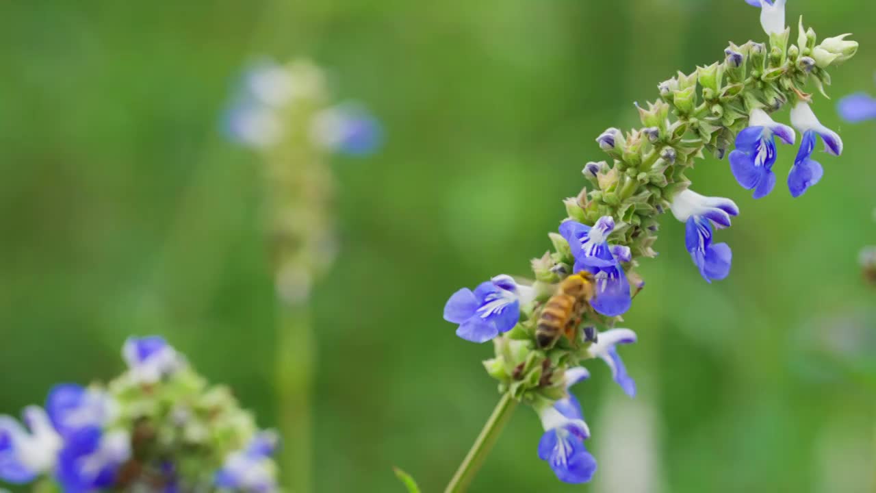 户外草地蜜蜂采蜜特写慢镜头视频素材