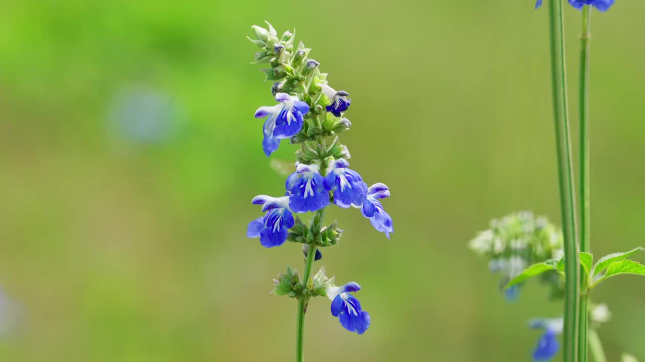 户外草地蜜蜂采蜜特写慢镜头视频素材