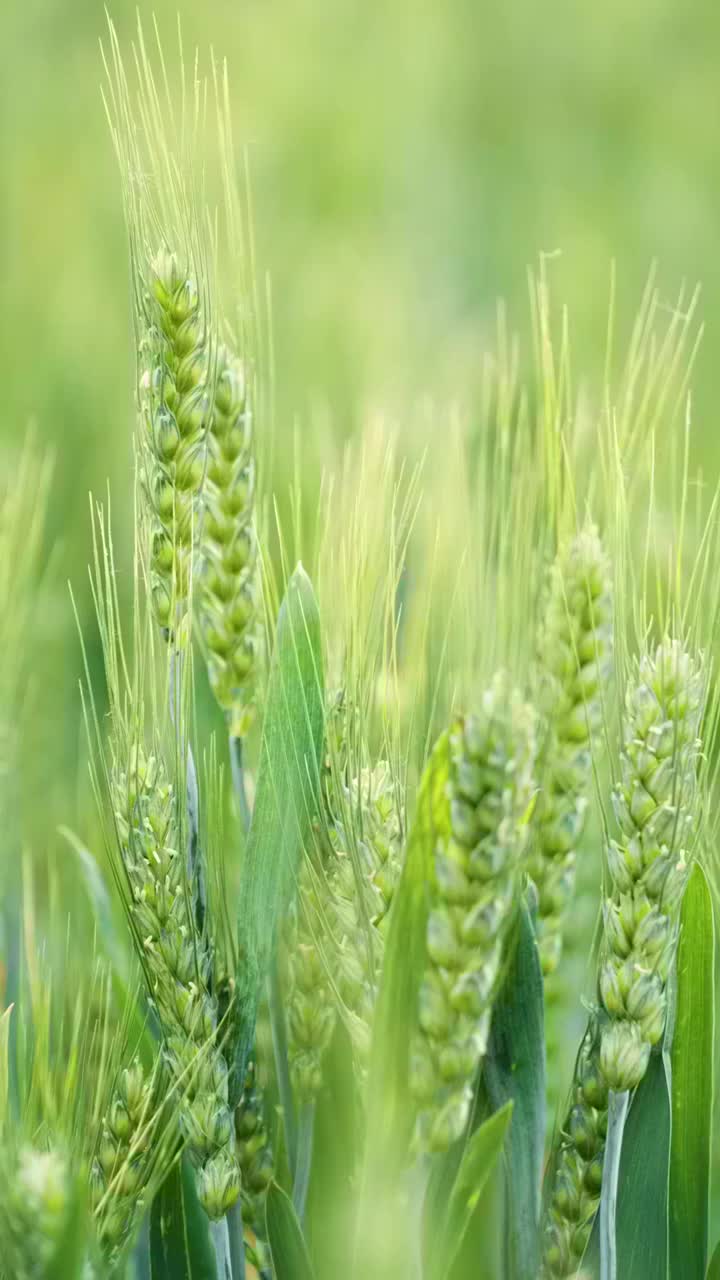 小满时节的京郊麦田视频素材