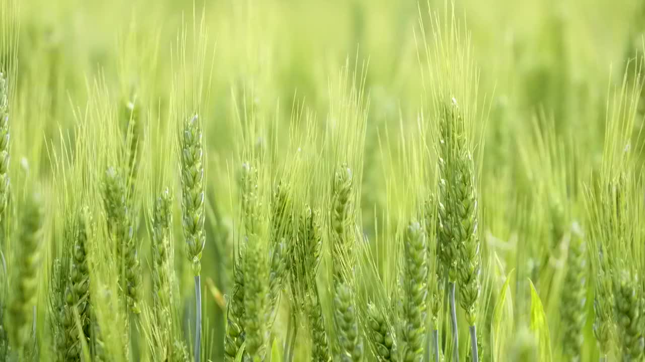 小满时节的京郊麦田视频素材