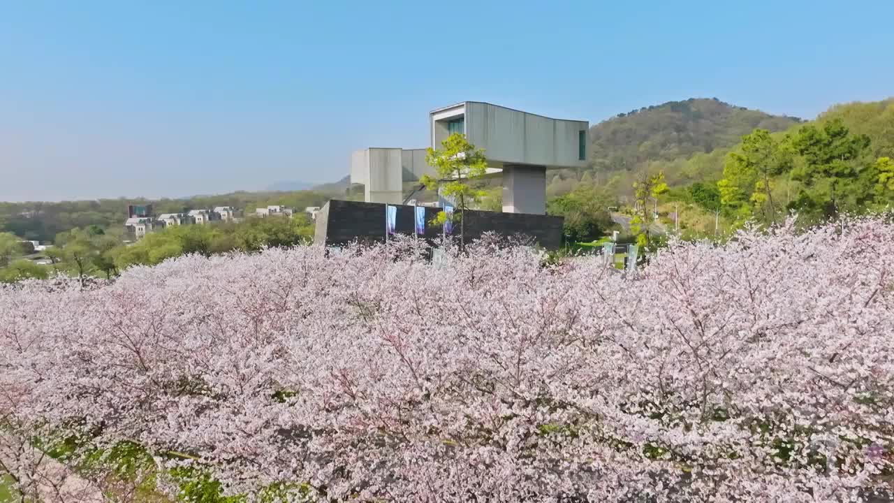 春天南京四方美术馆樱花盛开视频素材