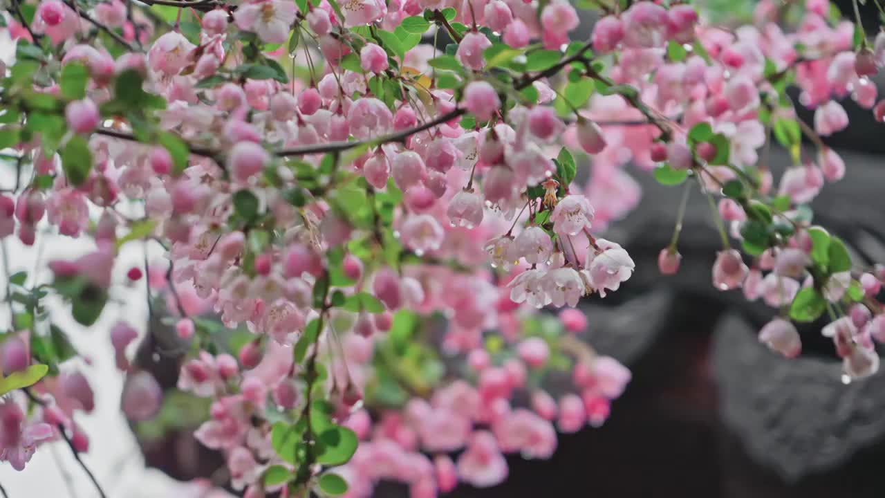 春雨中垂丝海棠娇艳欲滴视频素材