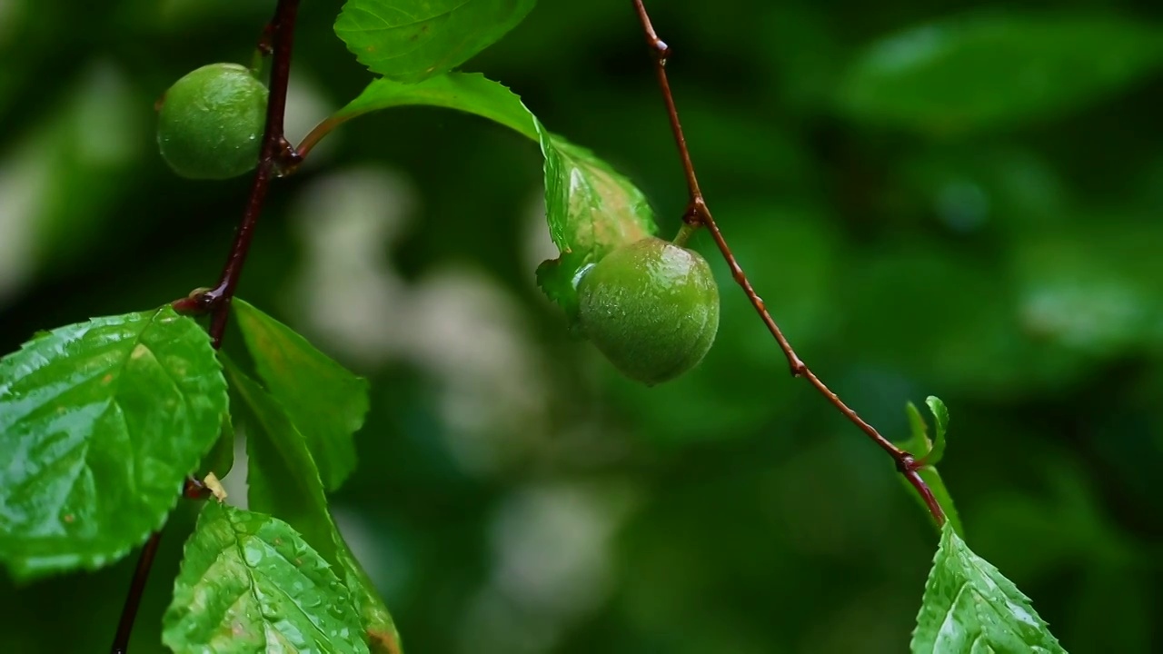 夏天雨季小雨中的花朵果实水滴慢镜头视频素材