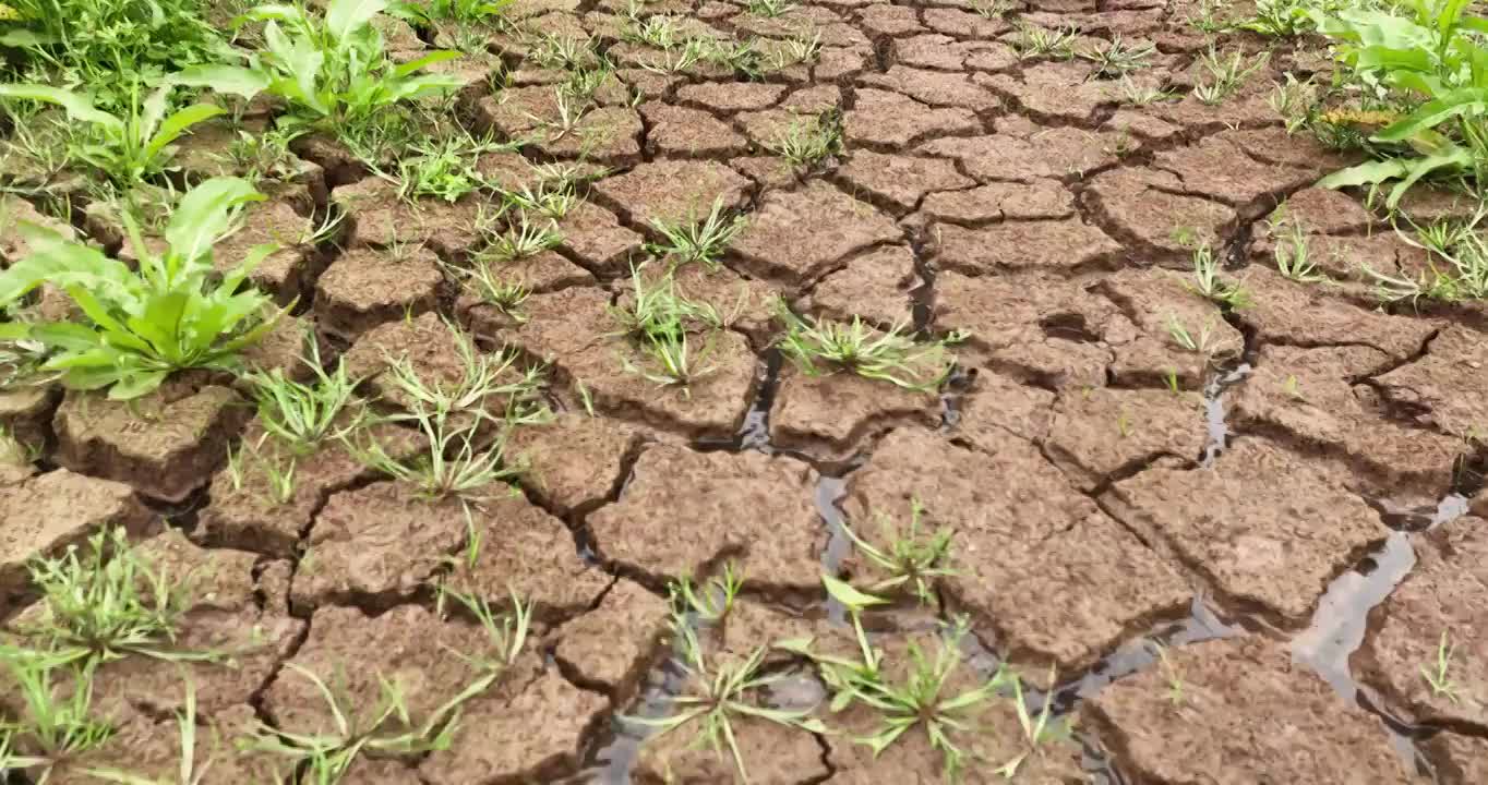 夏天 龟裂 土地 生长 青草 雨水视频素材