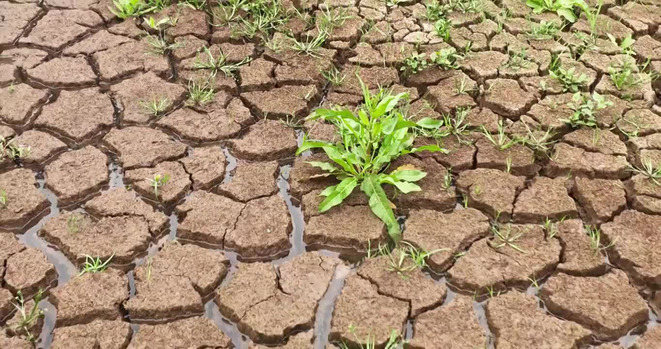 夏天 龟裂 土地 生长 青草 雨水视频素材