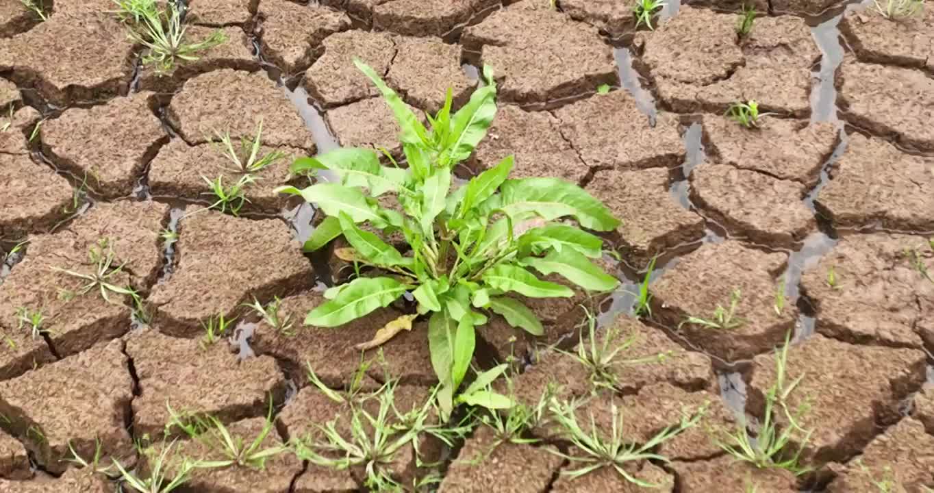 夏天 龟裂 土地 生长 青草 雨水视频素材