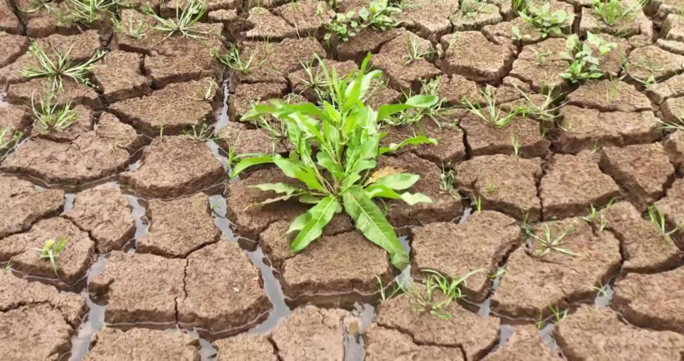 夏天 龟裂 土地 生长 青草 雨水视频素材