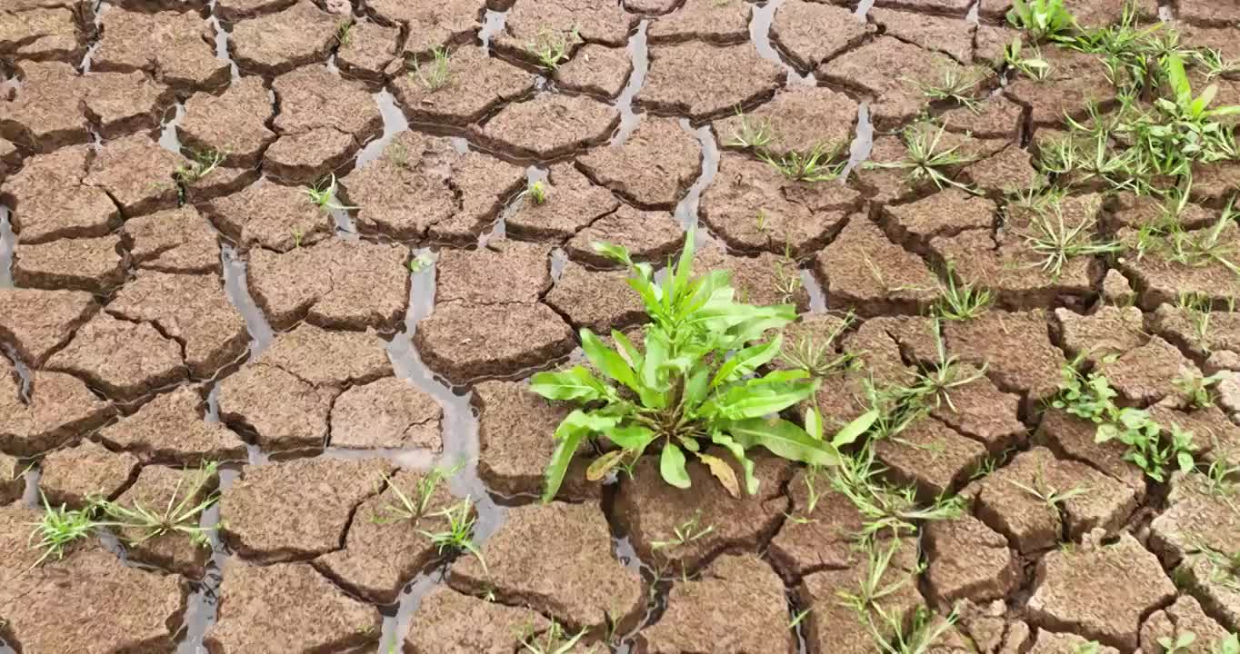 夏天 龟裂 土地 生长 青草 雨水视频素材