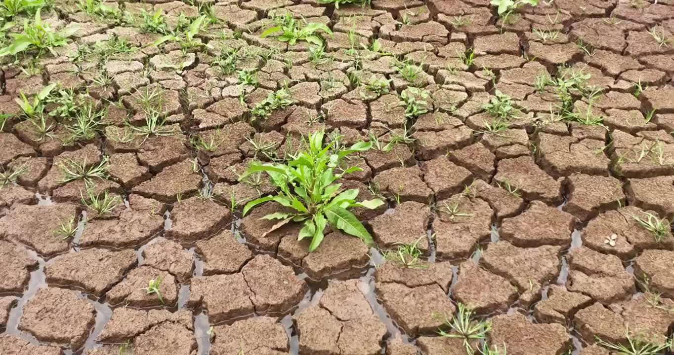 夏天 龟裂 土地 生长 青草 雨水视频素材