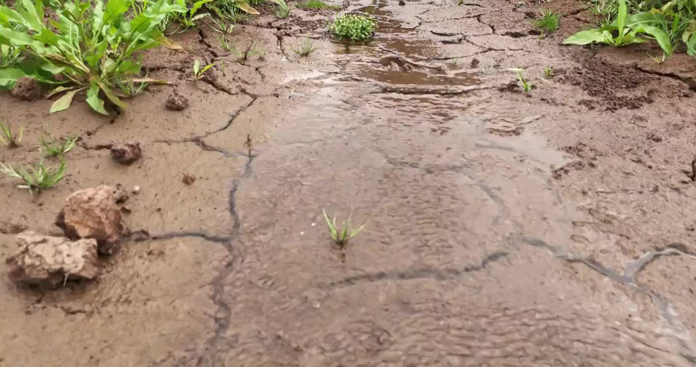 夏天 龟裂 土地 生长 青草 雨水视频下载