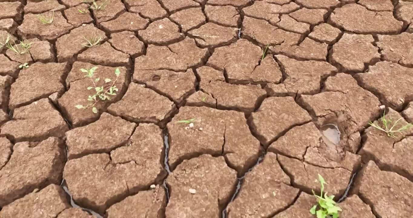 夏天 龟裂 土地 生长 青草 雨水视频素材