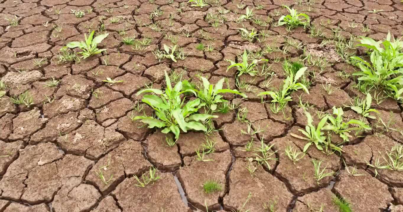 夏天 龟裂 土地 生长 青草 雨水视频下载