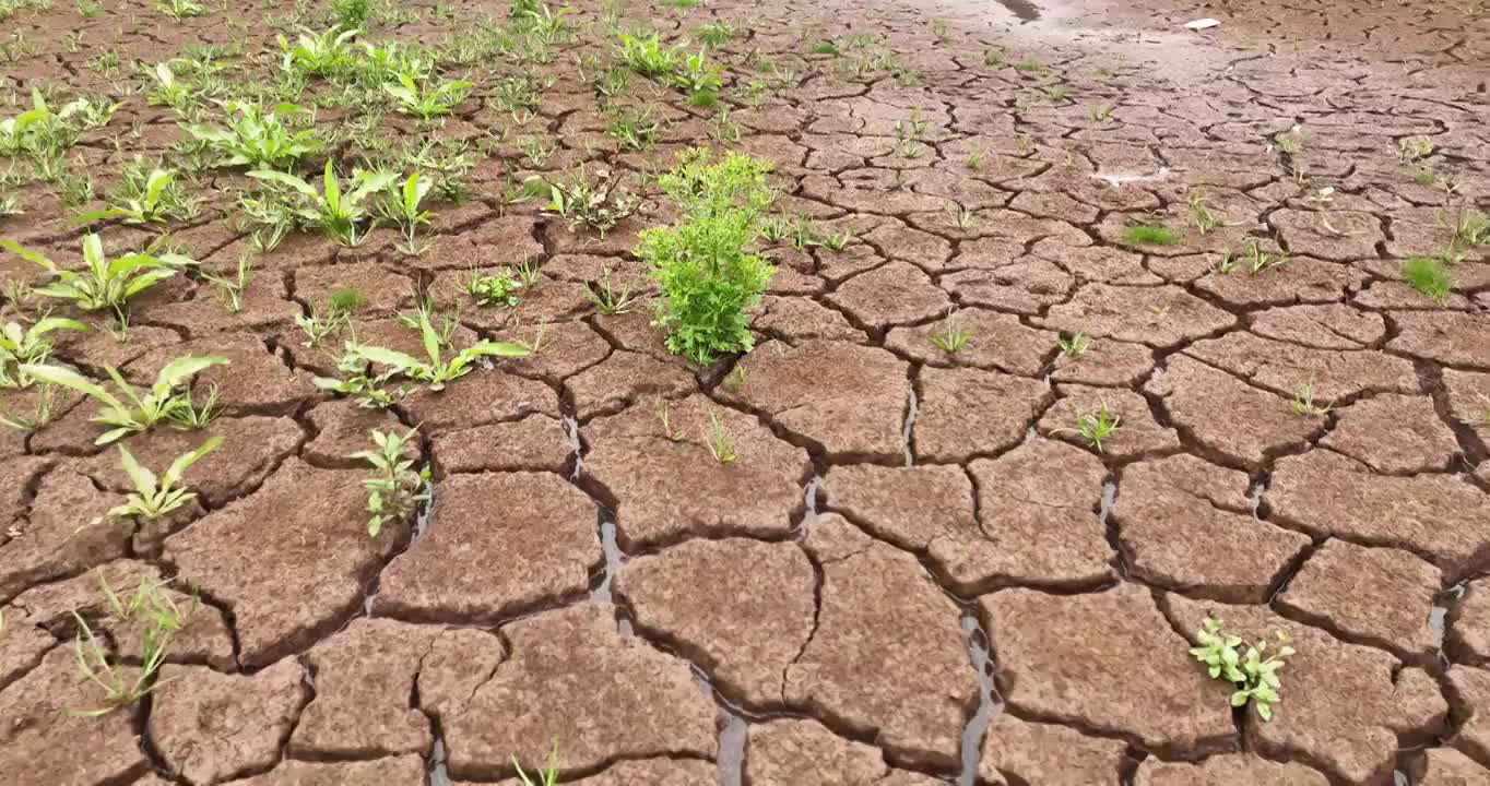 夏天 龟裂 土地 生长 青草 雨水视频素材