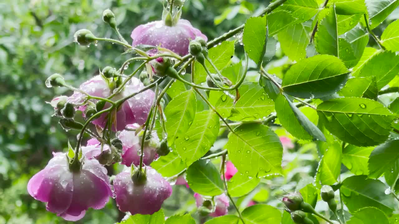 雨中的蔷薇花视频素材