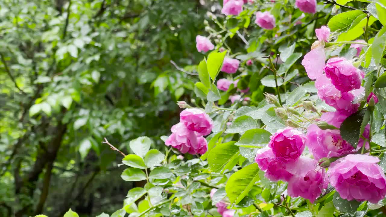 雨中的蔷薇花视频素材