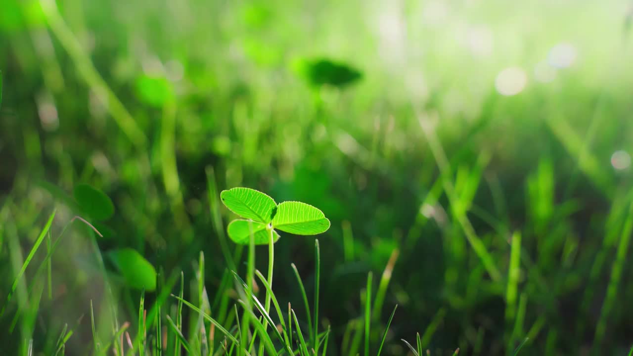 阳光下随风摇曳的三叶草视频素材