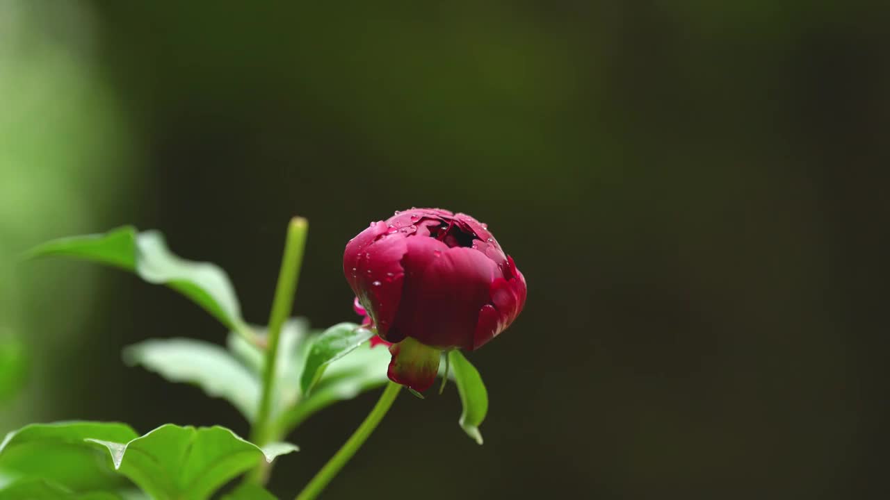 红色牡丹花头特写视频素材