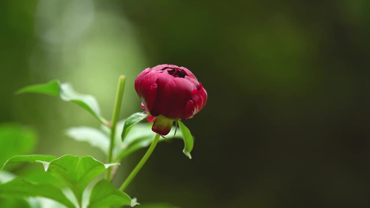 红色牡丹花头特写视频素材