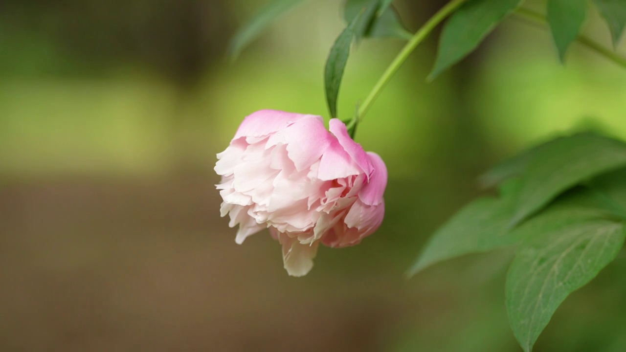 紫色牡丹花花头特写视频素材