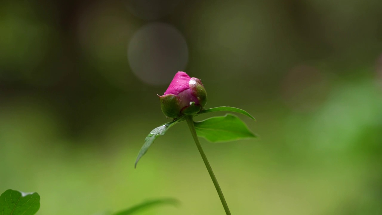 紫色牡丹花花头特写视频素材