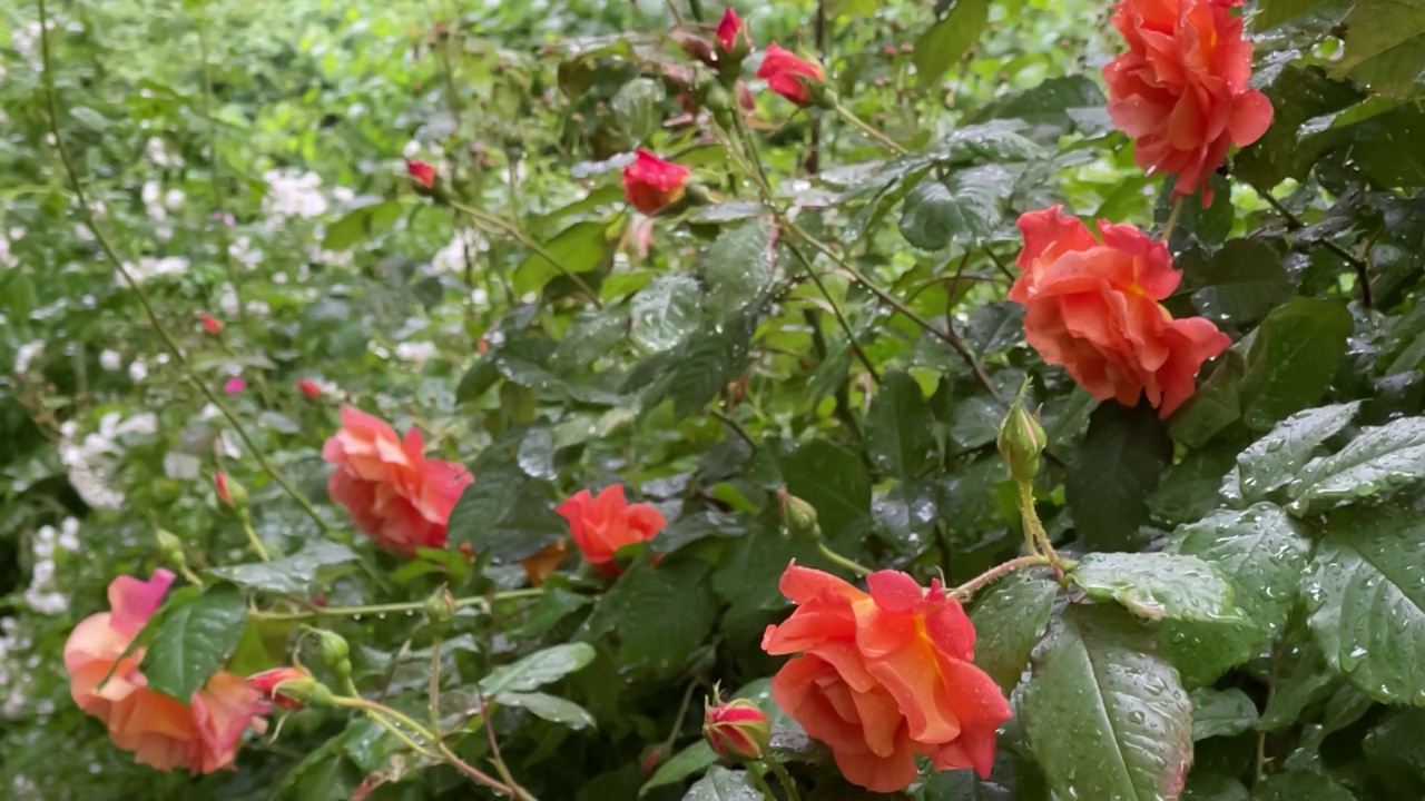 雨天的月季花视频素材