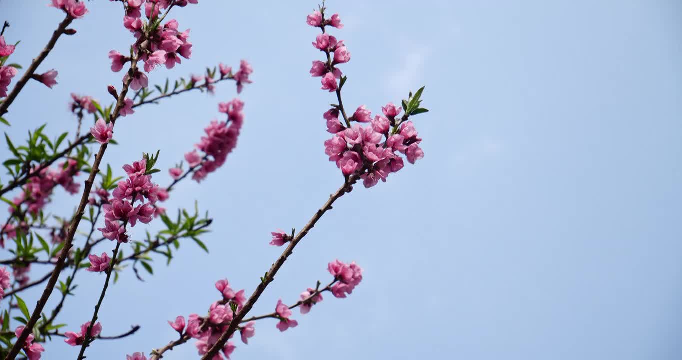 桃花 仰拍 粉红色桃花视频素材