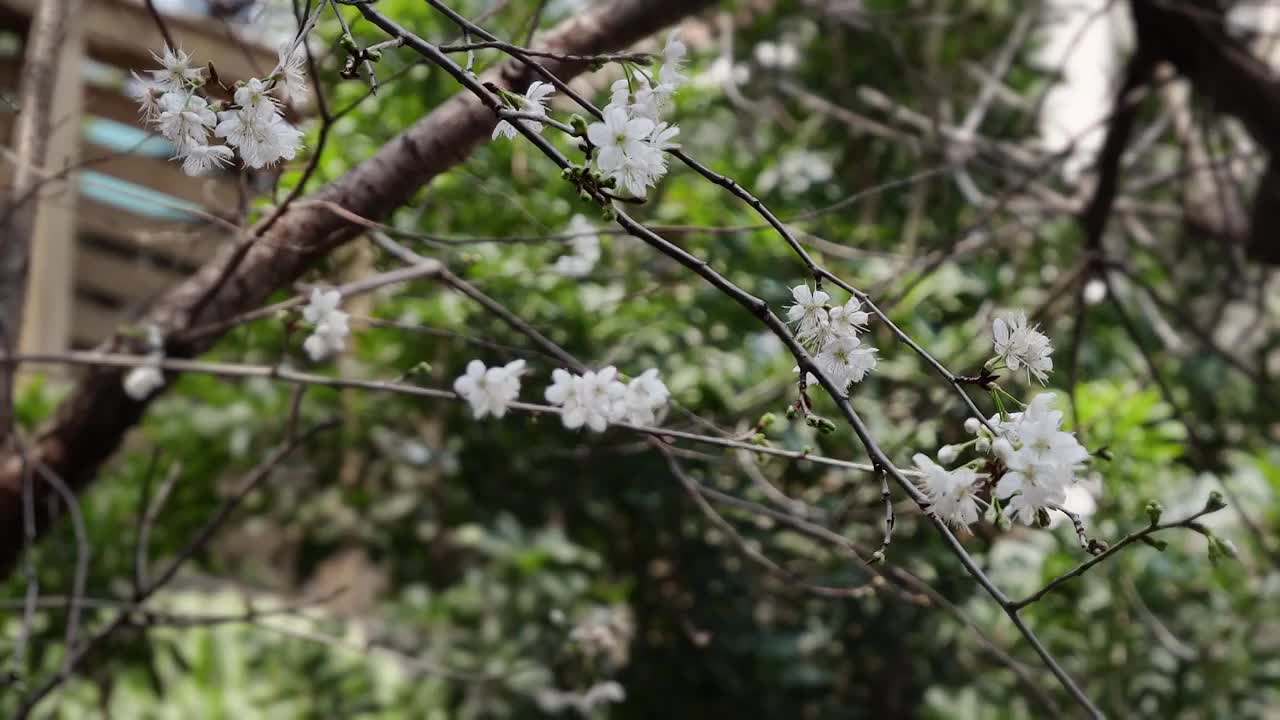 梨花   特写  白色梨花视频素材