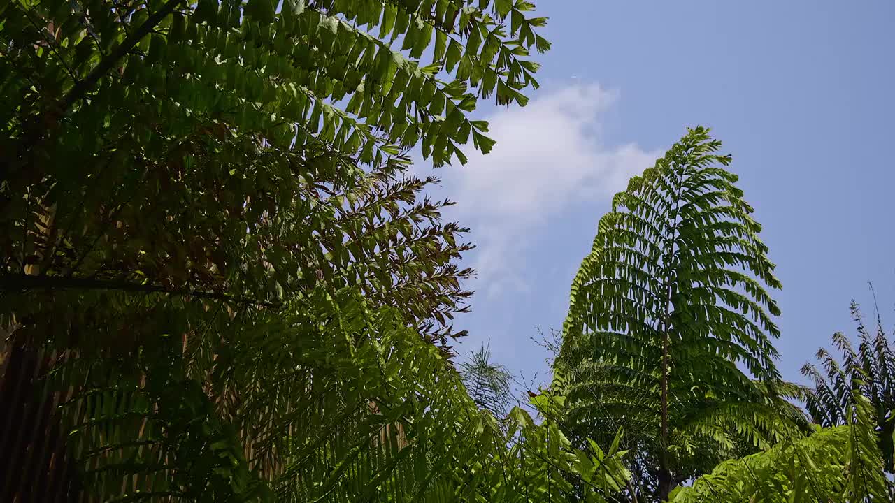 棕榈树  仰拍  绿色  天空视频素材