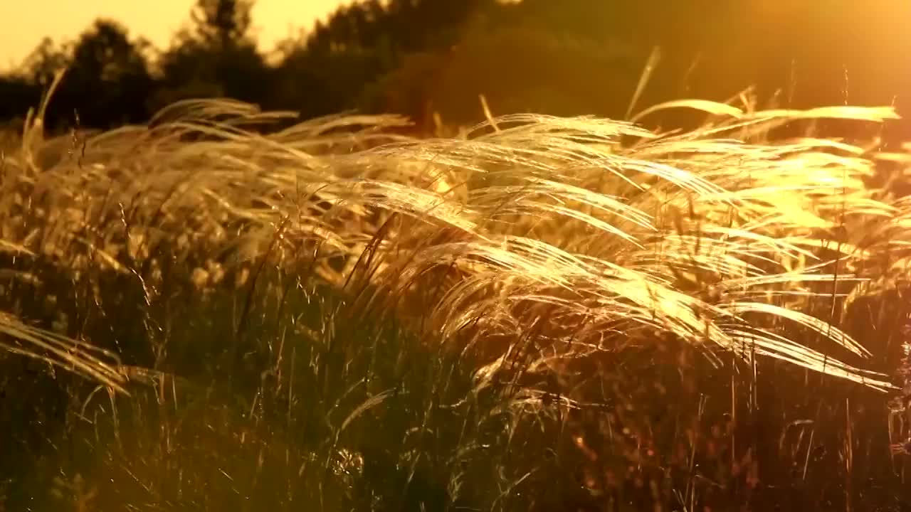 夕阳下美丽的针茅视频下载