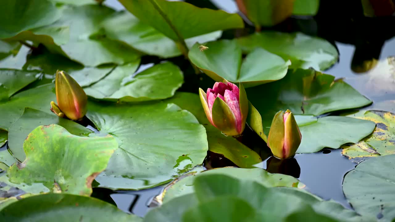 睡莲花开延时视频视频素材