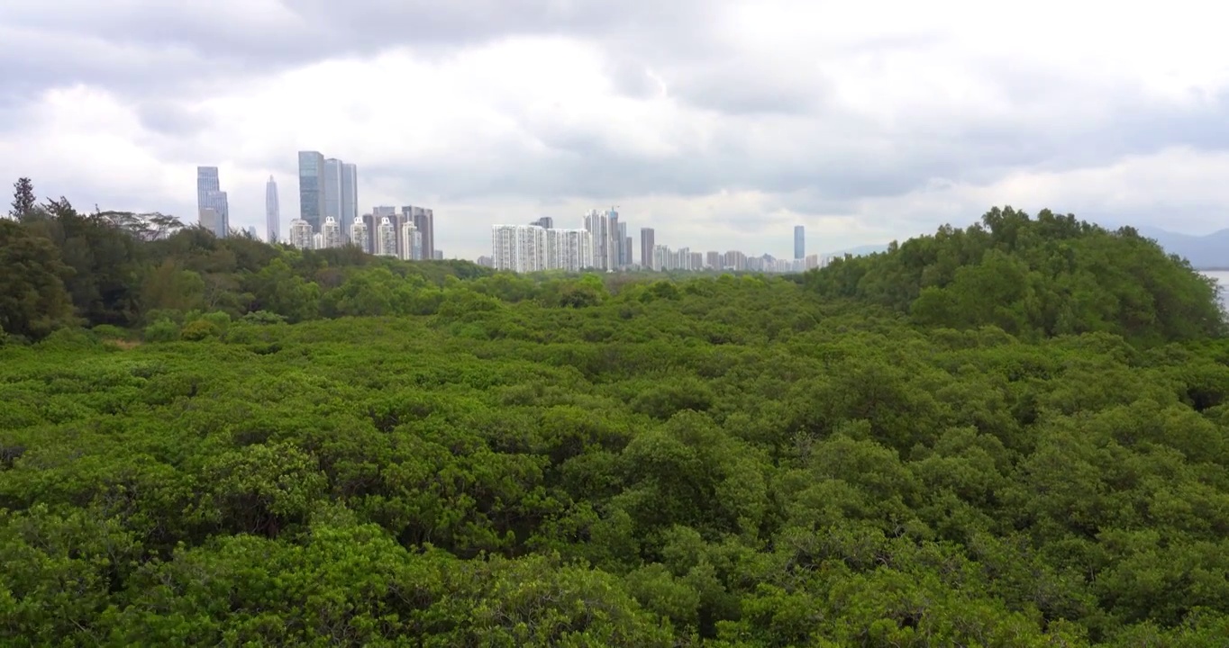 广东深圳福田红树林国际保护湿地视频素材