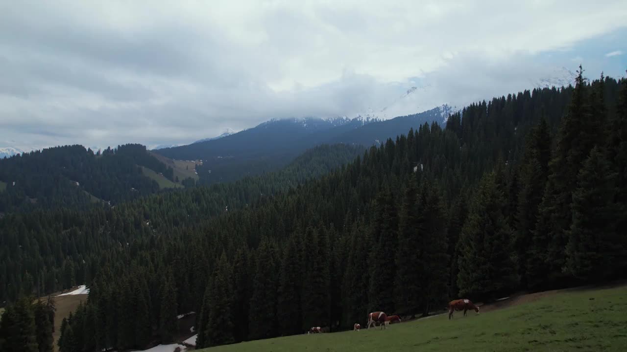 新疆维吾尔自治区,江布拉克,雪山,草地,峡谷,航拍视频素材