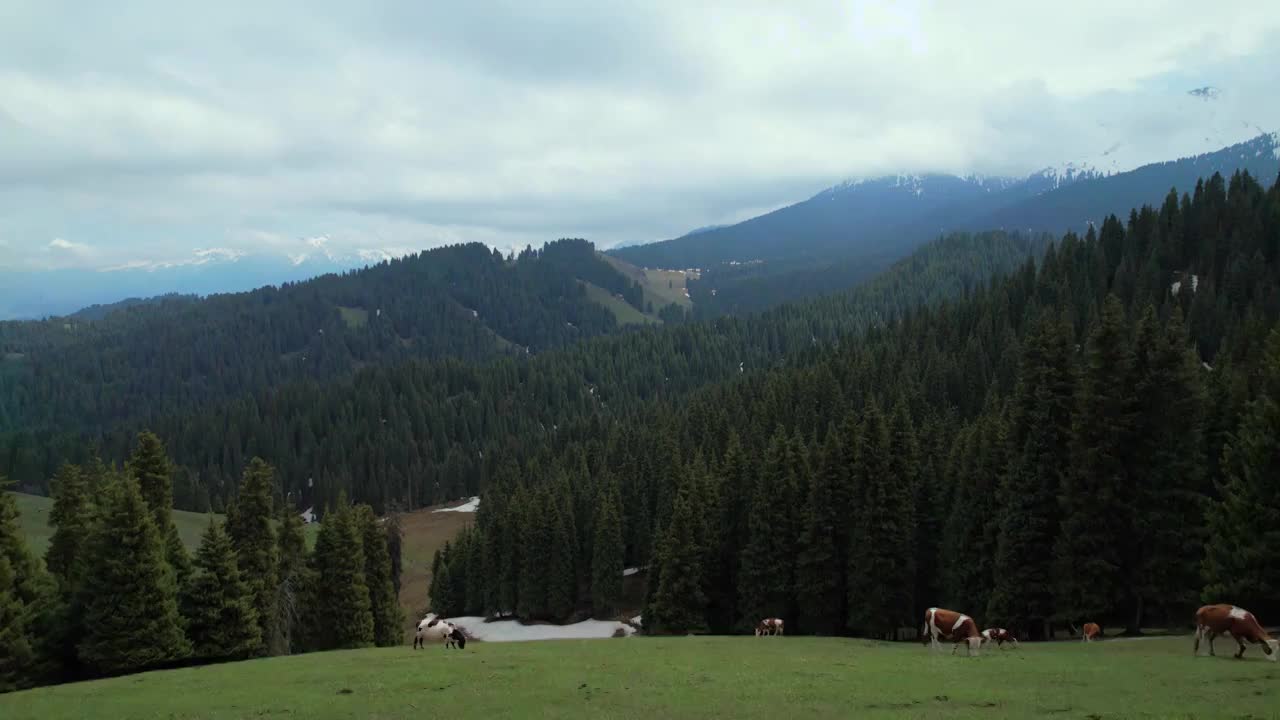 新疆维吾尔自治区,江布拉克,雪山,草地,峡谷,航拍视频素材