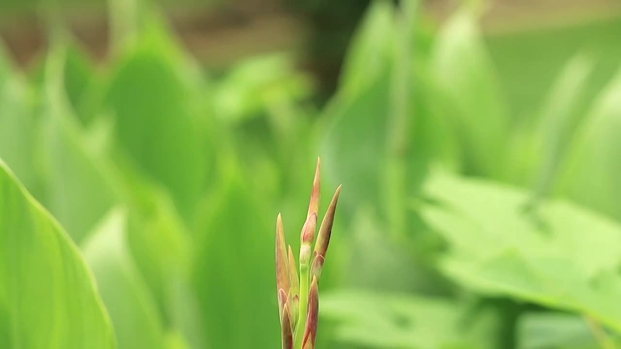 蜻蜓飞起降落在植物的枝头上视频素材