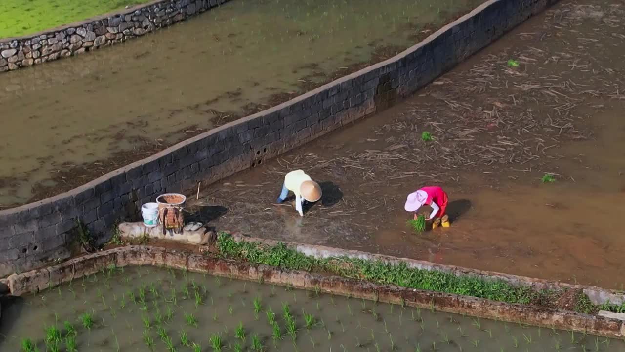 万峰林插秧季节视频素材