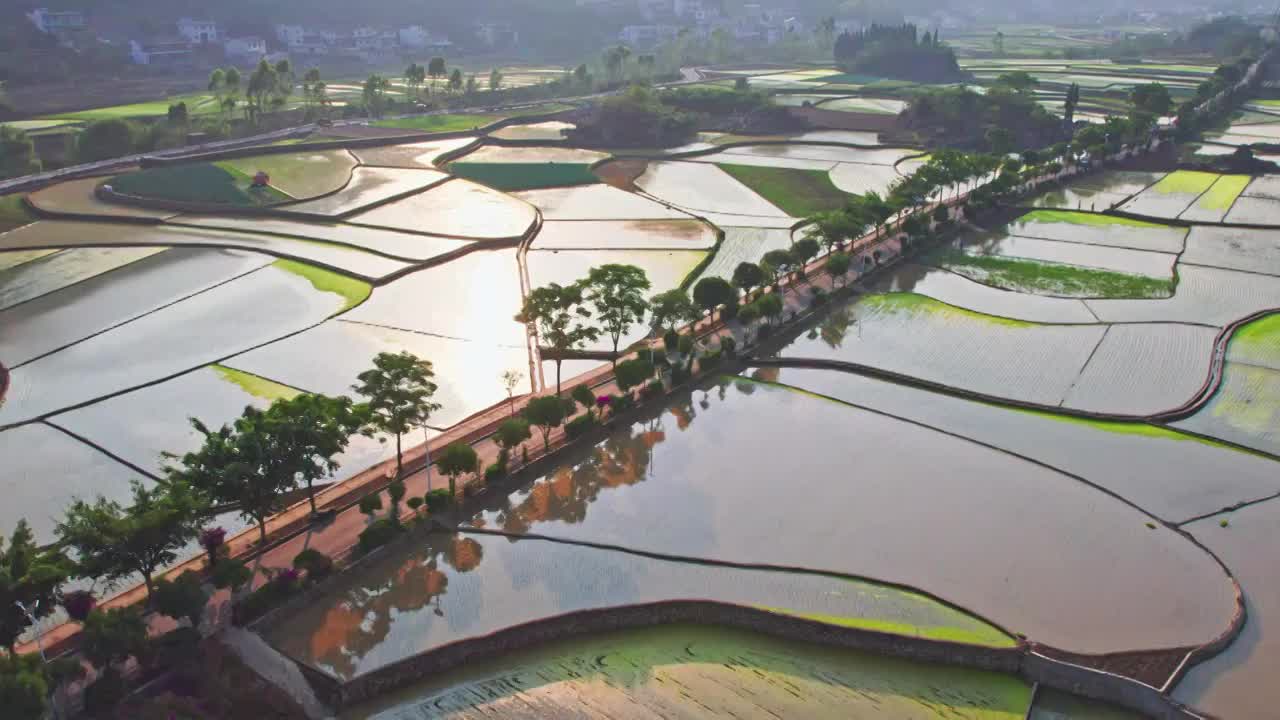 万峰林插秧季节稻谷稻田视频素材