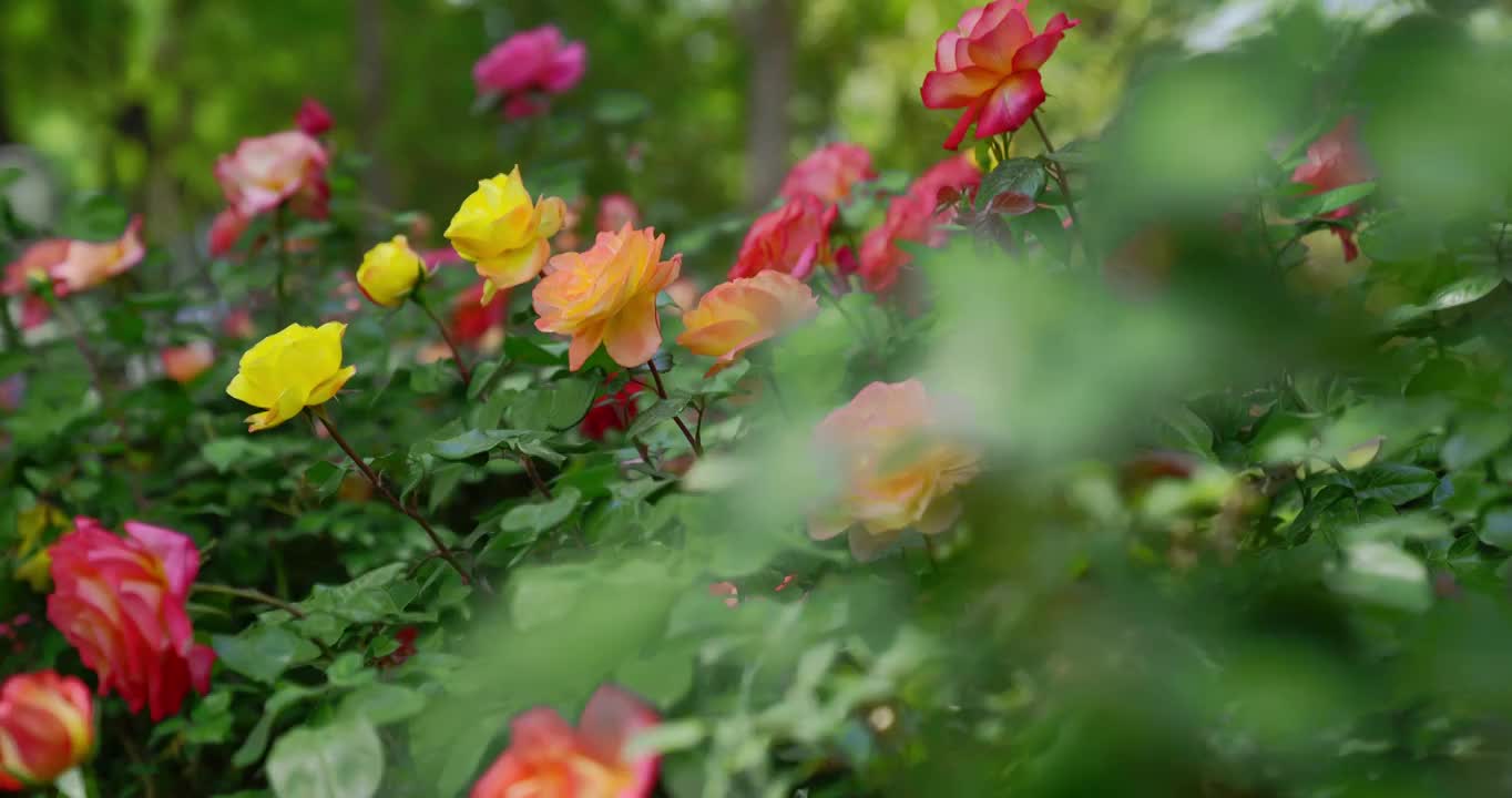 夏天绿化带里盛开的月季花城市绿化花朵粉色鲜花盛开自然美花瓣花头生长通州城市建设规划植物清新户外花苞视频素材