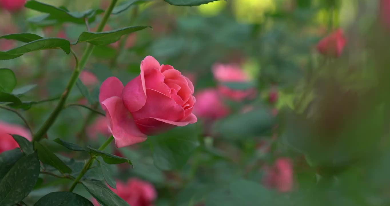 夏天绿化带里盛开的月季花城市绿化花朵粉色鲜花盛开自然美花瓣花头生长通州城市建设规划植物清新户外花苞视频素材