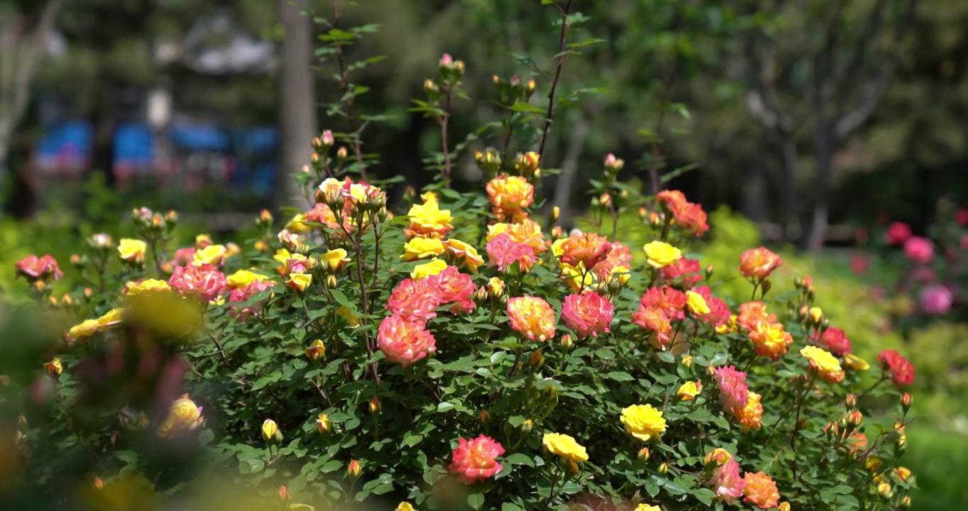 夏天绿化带里盛开的月季花城市绿化花朵粉色鲜花盛开自然美花瓣花头生长通州城市建设规划植物清新户外花苞视频素材