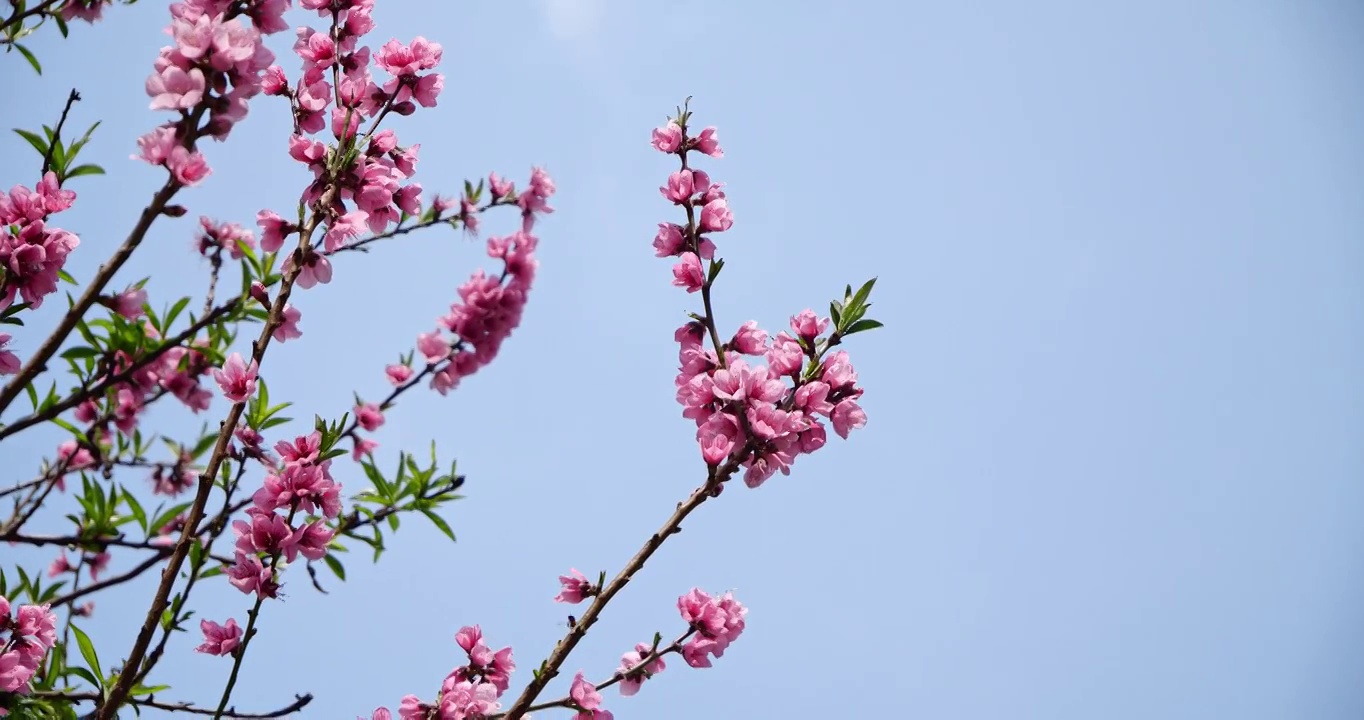 桃花 仰拍 粉红色桃花视频素材