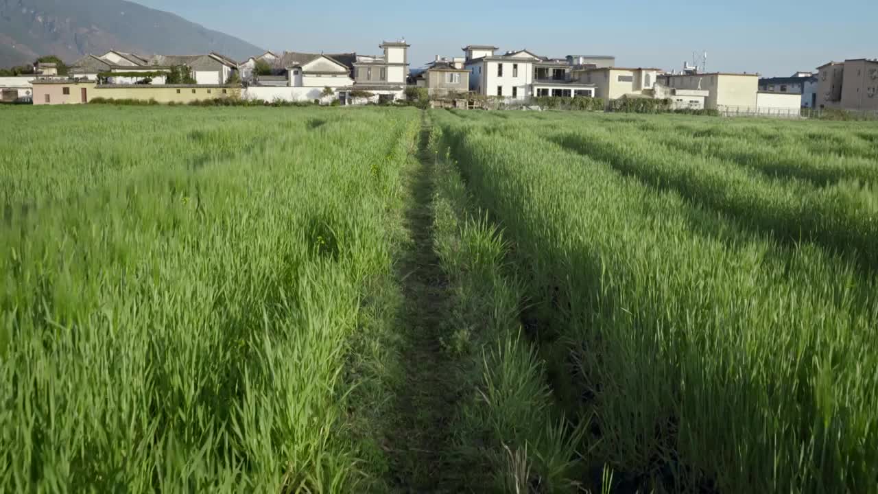 夏天的小麦田视频素材