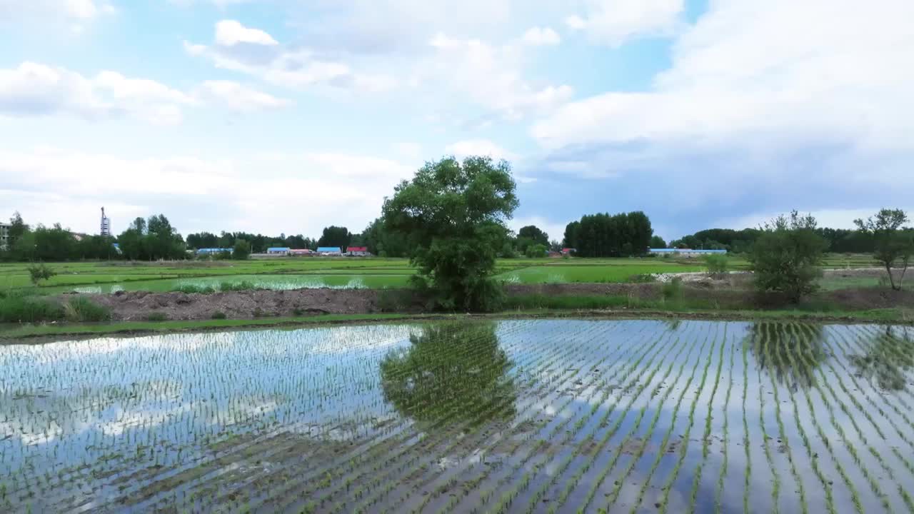 稻田航拍视频下载