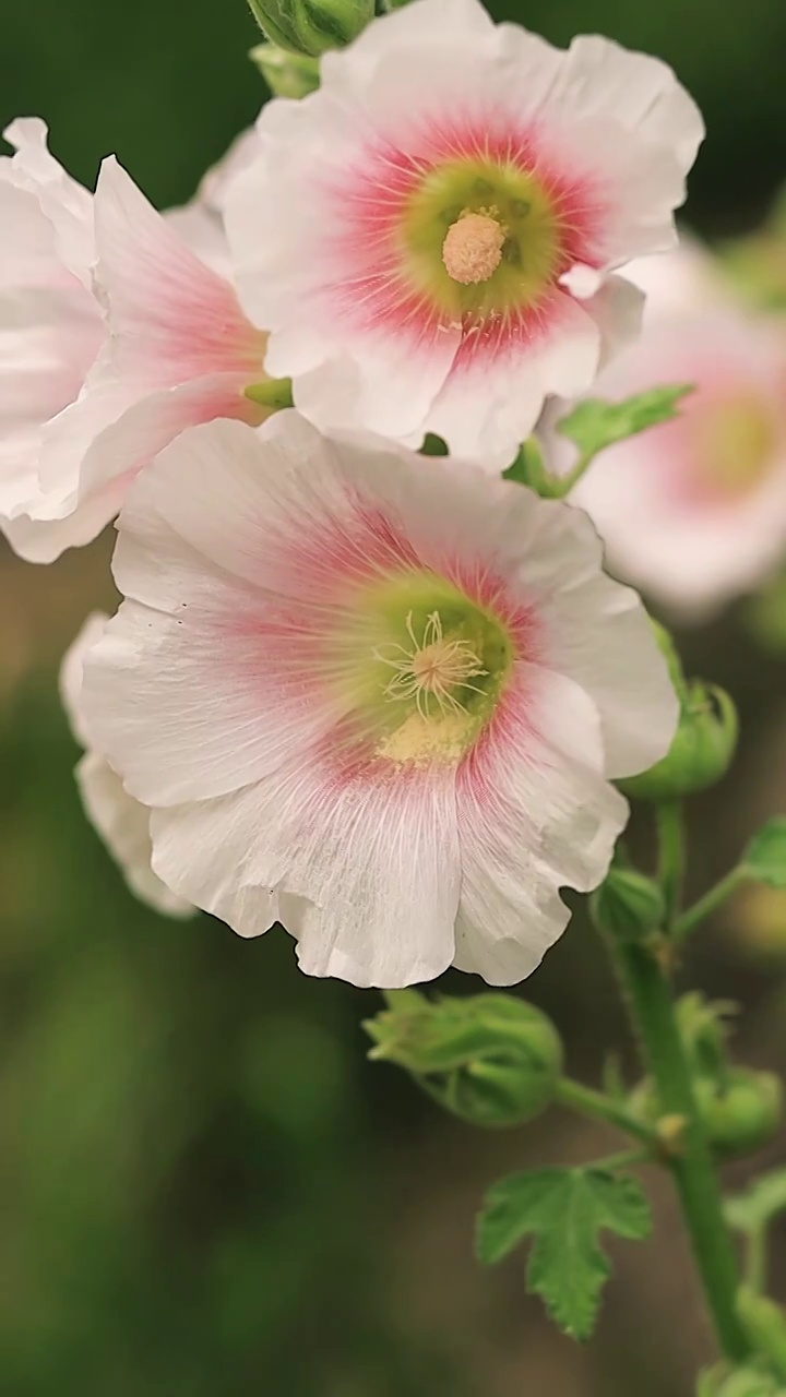 盛开的木芙蓉花朵里堆满了花粉视频素材