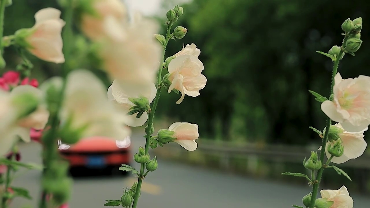 车辆经过种植着木芙蓉花的林荫道路视频素材