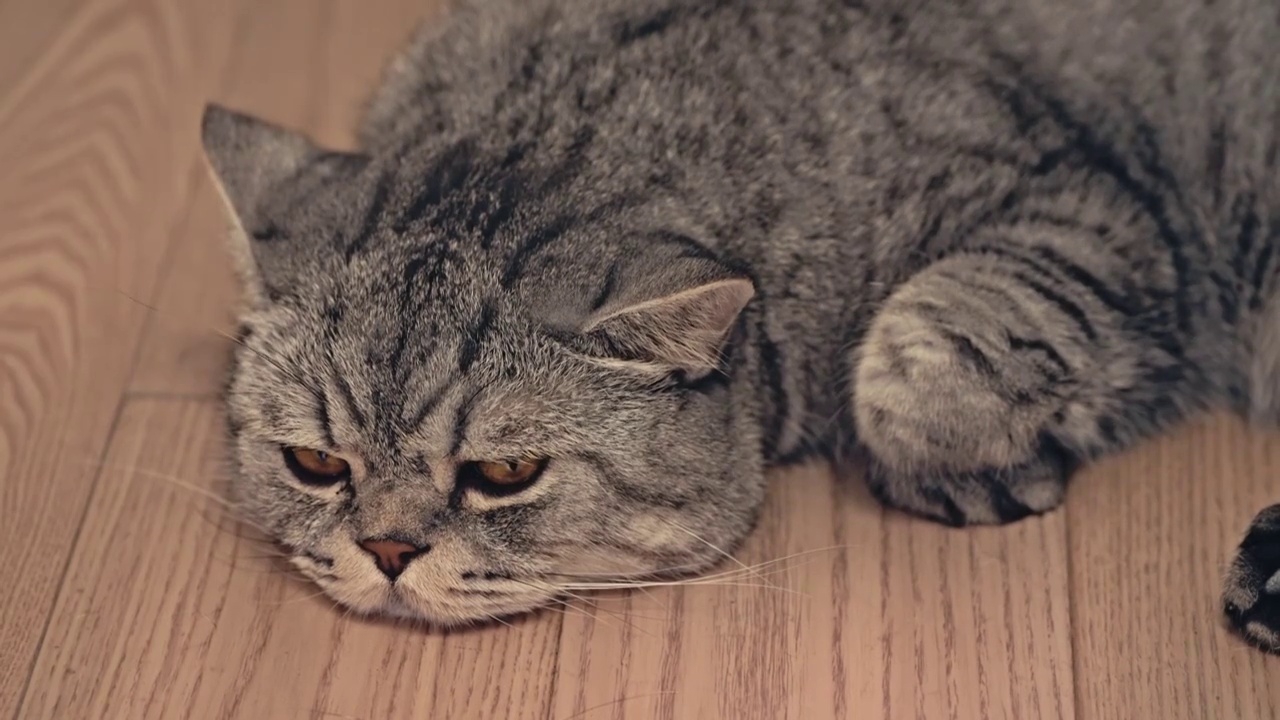 室内趴在木地板上休息的猫咪视频素材