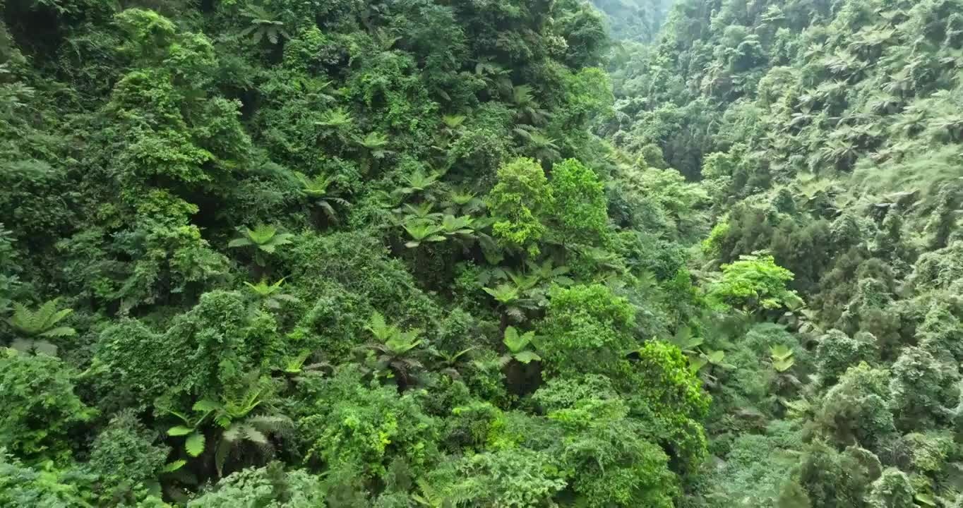 航拍大山丛林乐山桫椤沟远古植物活化石桫椤树群落视频素材